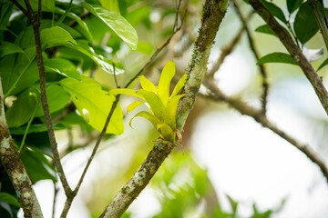 close-up of a vibrant green plant growing on a tree branch in a lush forest setting.