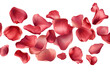 © Sagar - Red rose petals falling on a transparent background, a Valentine's Day