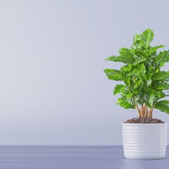Poster - Beautiful potted plant in a simple white pot displayed on a clean surface against a bright background