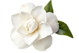 Close-up of a white gardenia flower with lush green leaves, cut out