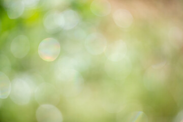 Wall Mural - green bokeh background, blurry green leaves out of focus.