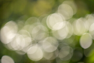 Wall Mural - green bokeh background, blurry green leaves out of focus.