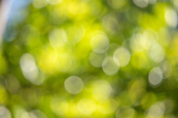 Wall Mural - green bokeh background, blurry green leaves out of focus.