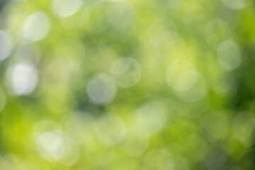 Wall Mural - green blurred nature background out of focus.