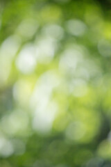 Wall Mural - green blurred nature background out of focus.