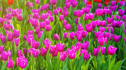 Wall Mural - field of blooming red tulip flowers in garden in spring at sunny day. Beautiful natural blossom floral background