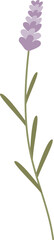 Wall Mural - wildflower hand drawn