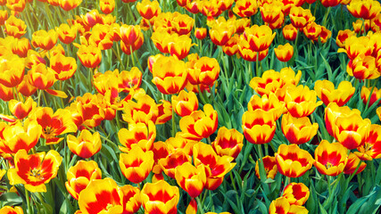 Wall Mural - Orange yellow tulip flowers blooming on the field in spring. Beautiful floral background