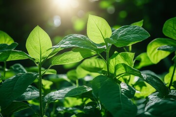Poster - Green leaves basking in sunlight during the afternoon in a lush garden