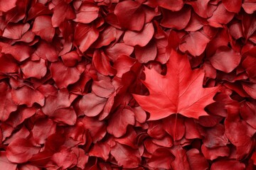 Poster - Red autumn leaves blanket the ground with a single vibrant leaf standing out in a serene natural setting