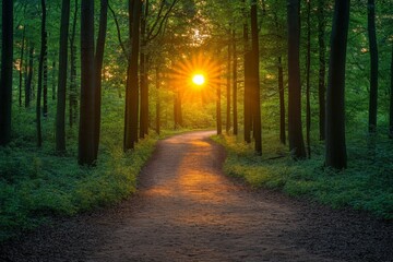Poster - Golden sunset shines through trees along a winding forest path in a serene landscape
