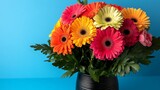 Vibrant gerbera daisies in a black vase against a blue background.