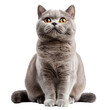 © Natalie - British shorthair cat isolated on transparent background