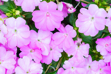 Wall Mural - light pink new guinea impatiens or impatiens hawkeri flower.