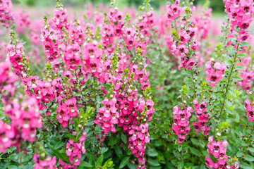 Wall Mural - beautiful pink salvia nemorosa flowers in full bloom growing in the garden