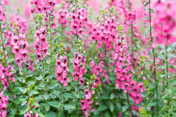 Wall Mural - beautiful pink salvia nemorosa flowers in full bloom growing in the garden