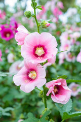 Wall Mural - blooming pink hollyhock flower in the garden.