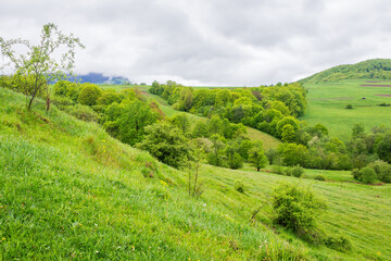 Wall Mural - mountainous countryside in spring. outdoor adventure. cloudy weather. wet grass on the hills. trees 