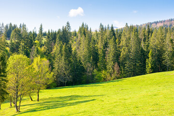 Wall Mural - coniferous forest on the hillside in spring. green environment. carpathian mountain landscape with g