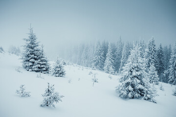 Aufkleber - Fabulous frozen fir trees after a heavy snowfall on a cold winter day. Happy New Year concept.