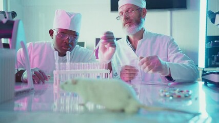 Wall Mural - two scientists in lab coats are conducting an experiment with test tubes and a laboratory rat, caref