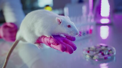 Wall Mural - medical researcher holding white laboratory rat with pink gloves, blurred pharmaceutical pills repre