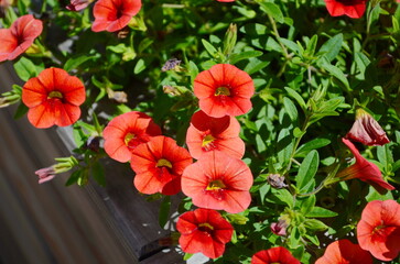 Wall Mural - hanging planters of calibrachoa, or million bells or trailing petunia. they are herbaceous plants wi