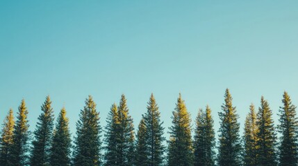 Poster - A row of tall pine trees forming a dense tree line under a clear blue sky. 