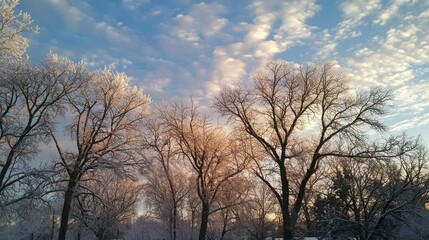 Poster - A snowy tree line with frost-covered branches under a cloudy winter sky 
