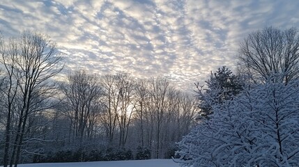 Aufkleber - A snowy tree line with frost-covered branches under a cloudy winter sky 