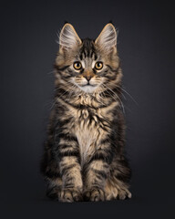 Fototapete - Expressive Maine Coon cat kitten, sitting up facing front. Looking straight to camera. Isolated on a black background.