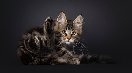 Poster - Expressive Maine Coon cat kitten, laying down cleaning butt.  Looking surprised straight to camera. Isolated on a black background.