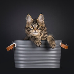 Poster - Expressive Maine Coon cat kitten, sitting  in metal gray bucket. Looking straight to camera. Isolated on a black background.