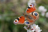 Closeup on an overwintering European peacock butterlfy, Inachis io enjoying a Cherry blossom in the spring garden