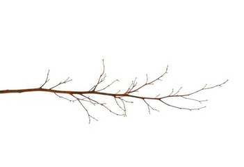 Delicate, bare branches isolated against a pure white backdrop, bare, abstract