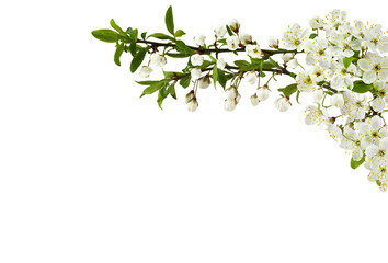 Wall Mural - spring flowers, buds and small green leaves on twig of berry tree in a border arrangement isolated o