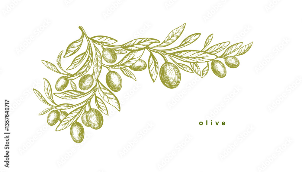 Olive texture botany plantation. Green oil branch