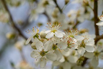 Wall Mural - a beautiful white flowering branch is in full bloom, showcasing its natural elegance and charm