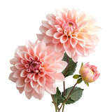 Delicate Pink Dahlias Blooming Softly Beautiful Flowers,