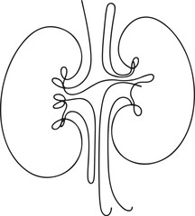 Intricate line art of human kidney anatomy illustration