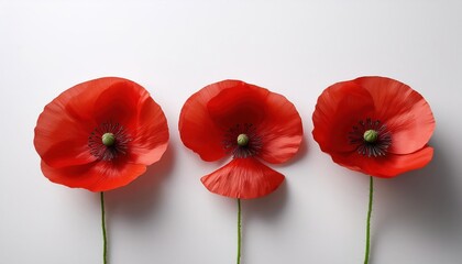 Poster - Minimalist Beauty of Vibrant Red Poppies Arranged With Elegance on a Simple White Surface
