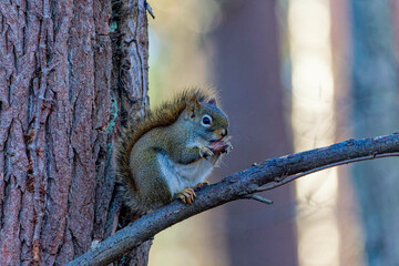 Wall Mural - american red squirrel ((tamiasciurus hudsonicus) known as the pine squirrel, north american red squi