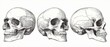 © ATVPEDIA ID - Three detailed anatomical drawings of human skulls, viewed from different angles.  Precise rendering of bone structure
