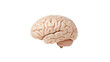 © TCC Sport - Realistic Human Brain Model Displayed on Transparent Background for Educational Purposes