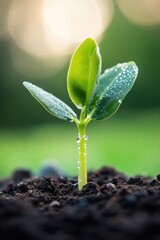Poster - fresh green sprout emerging from damp soil with morning dew glistening like tiny diamonds on leaves