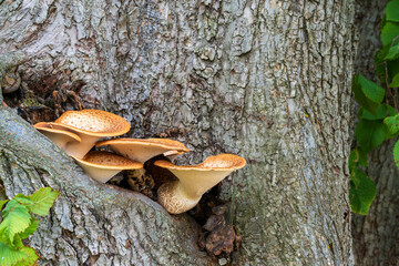 A tinder fungus growing on tree bark in a natural environment. Selective focus.