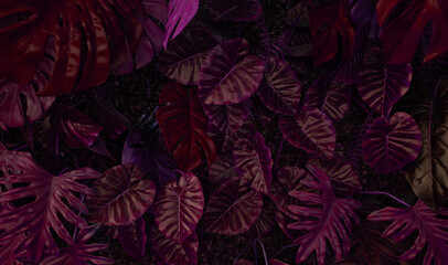Fototapete - closeup nature view of purple leaves background, abstract leaf texture.