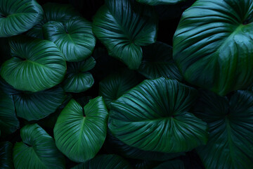Fototapete - abstract tropical leaf textures on dark tone, natural green background.