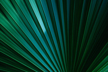 abstract palm leaf textures on dark blue tone, natural green background.