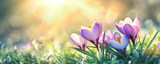 Banner of Blooming Purple Crocuses in Spring Sunshine